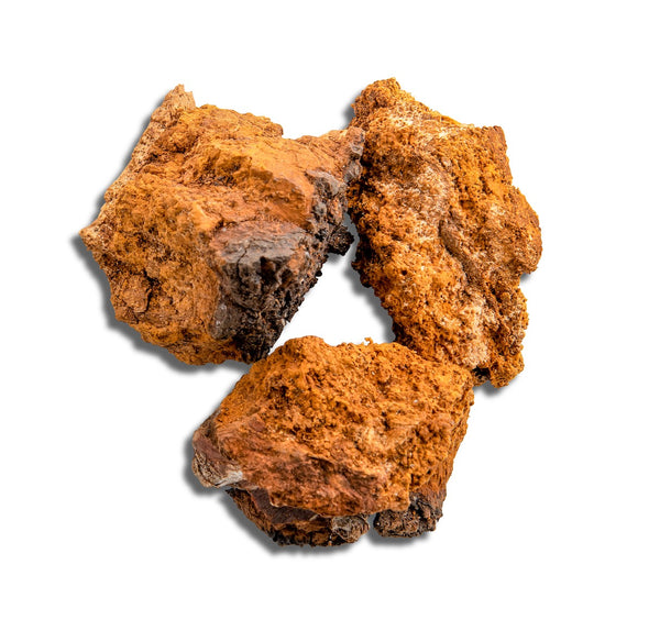 Chaga Mushroom